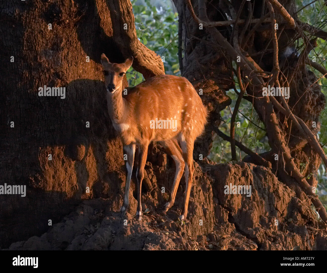 Bushbuck (Tragelaphus scriptus) Foto Stock