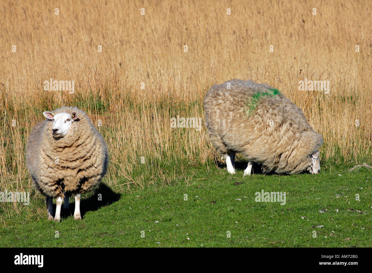 Ovini domestici nella riserva naturale Hauke-Haien-Koog (Ovis ammon f. aries) - Hauke-Haien-Koog Nord Frisia Schleswig-Holstein Foto Stock