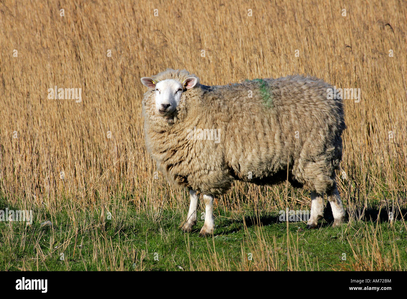 Gli animali domestici delle specie ovina in riserva naturale Hauke-Haien-Koog (Ovis ammon f. aries) - Hauke-Haien-Koog Nord Frisia Schleswig-Holstein G Foto Stock