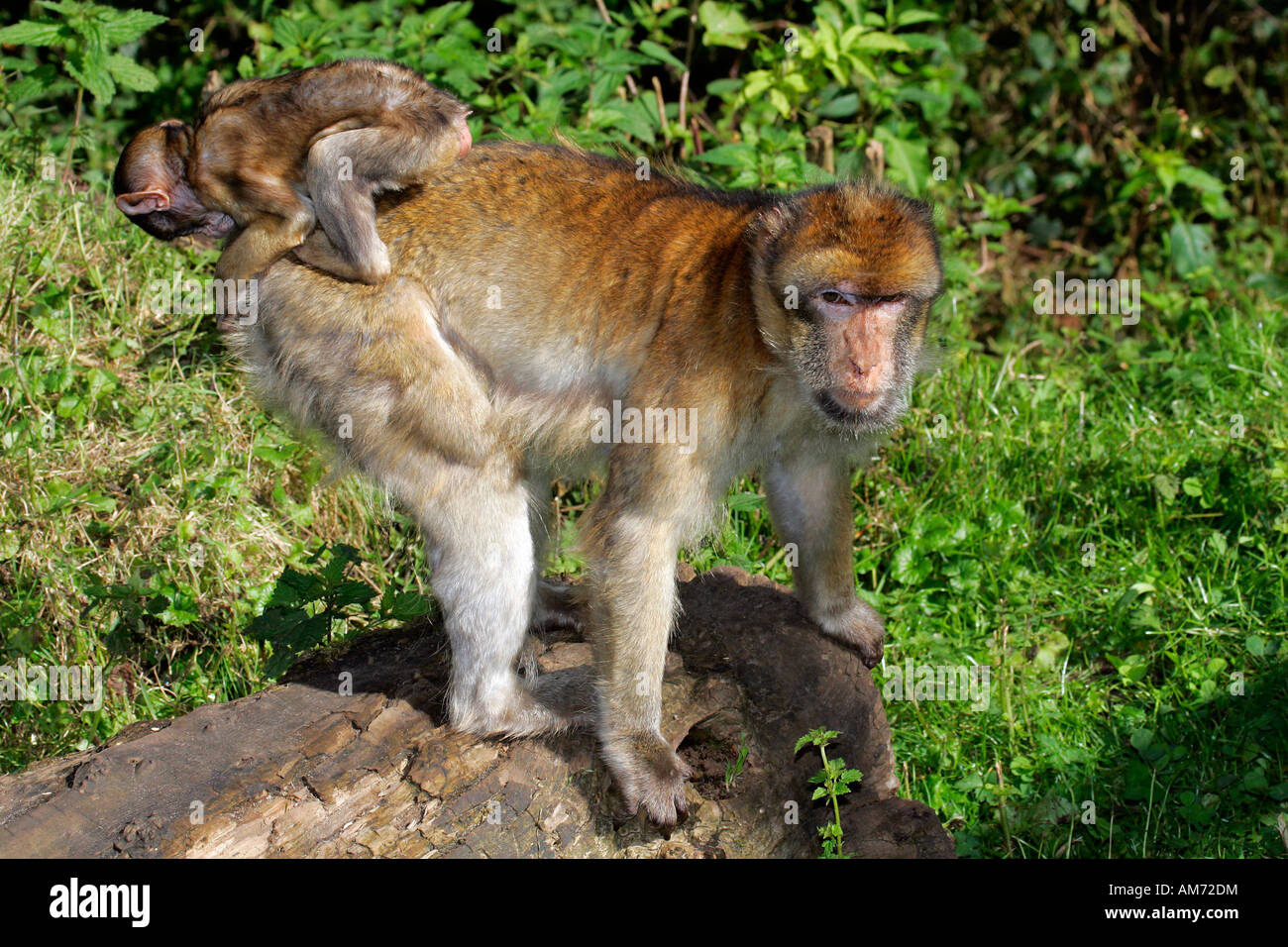 Macachi - femmina con cub sul retro - barbary macaque (Macaca sylvanus) Foto Stock