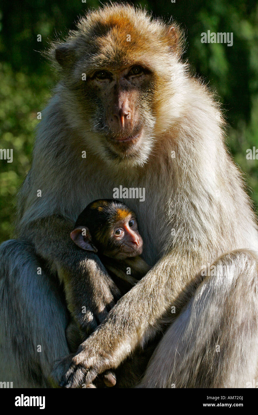Macachi - femmina con cub - barbary macaque (Macaca sylvanus) Foto Stock
