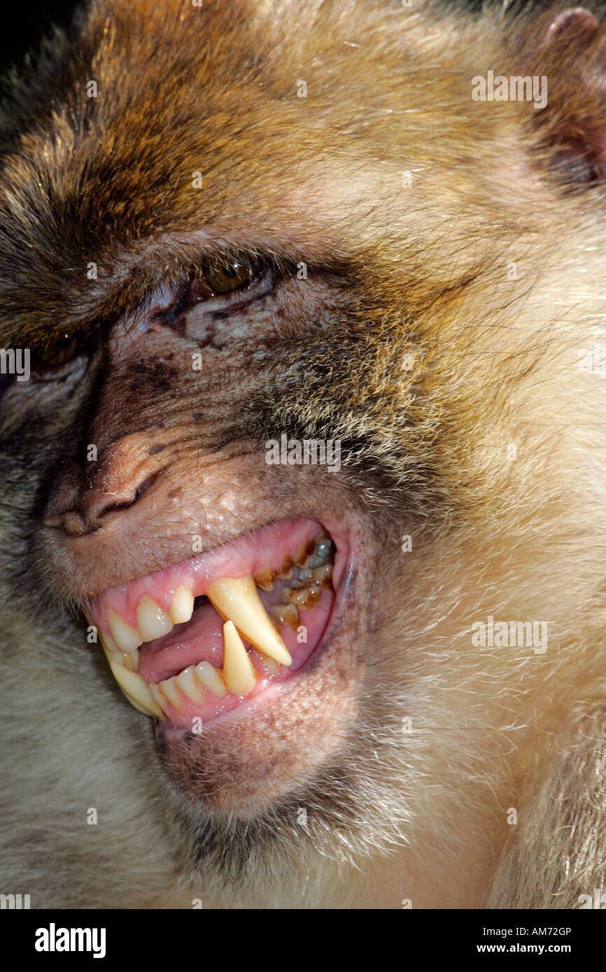 Barberia ape - barbary macaque - ritratto (Macaca sylvanus) Foto Stock