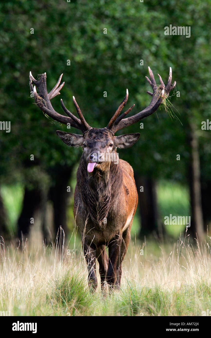 Il cervo rosso durante il grippaggio rut la lingua fuori - cervi in calore - maschio (Cervus elaphus) Foto Stock