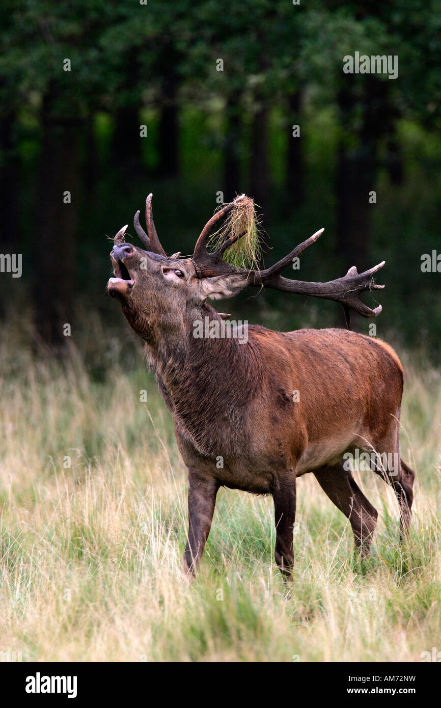 Bicchieratura red stag durante il rut - cervi in calore - maschio (Cervus elaphus) Foto Stock