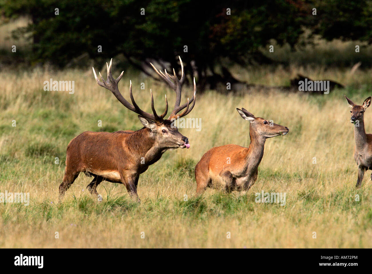 Il cervo rosso durante la routine seguente un hind - cervi in calore - comportamento - maschio e femmina (Cervus elaphus) Foto Stock