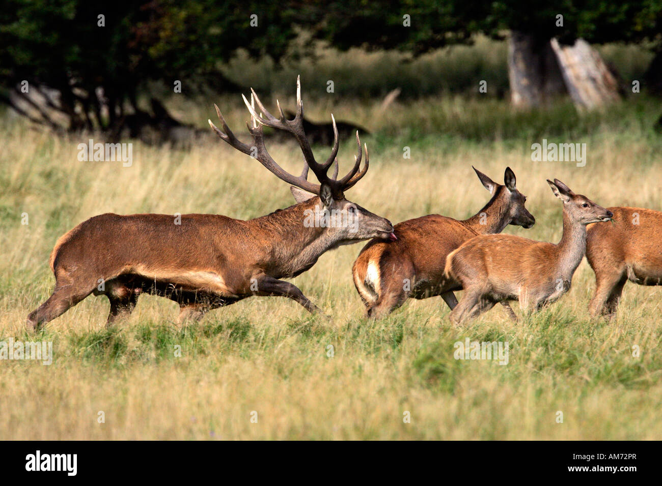 Il cervo rosso durante la routine seguente un hind - cervi in calore - comportamento - maschio e femmina (Cervus elaphus) Foto Stock