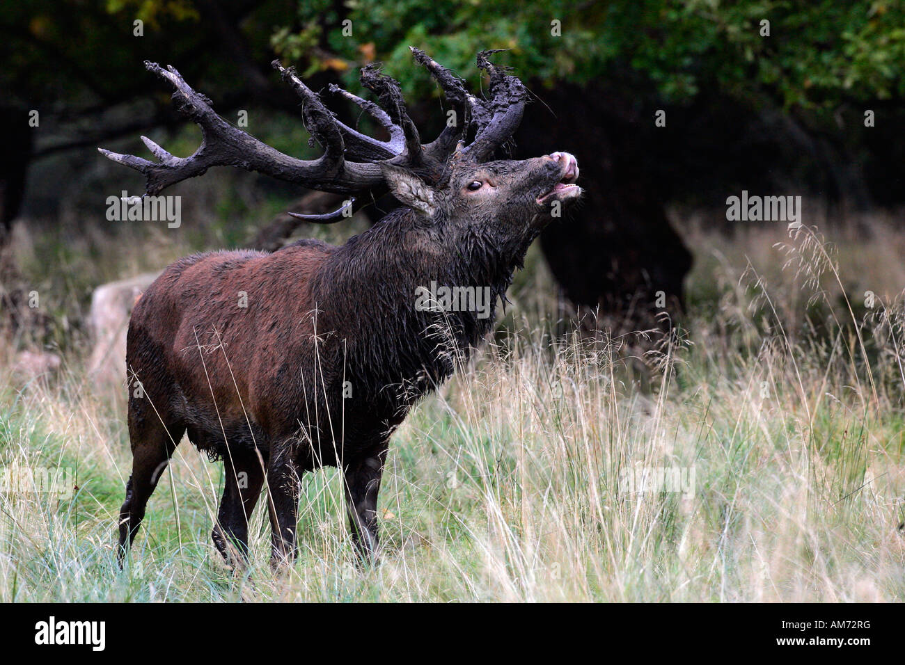 Il cervo rosso durante la routine - cervi in calore - comportamento - maschio (Cervus elaphus) Foto Stock