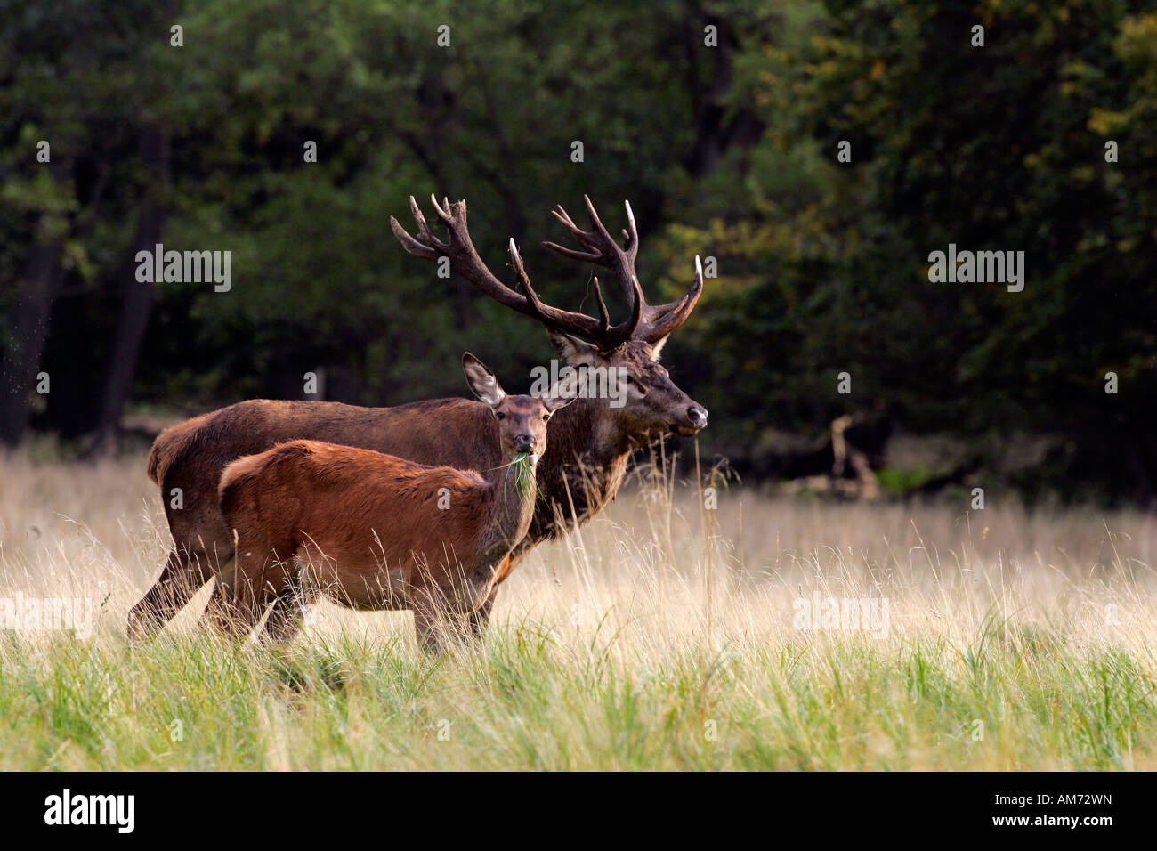 Il cervo rosso e hind durante il rut - cervi in calore - comportamento - maschio e femmina (Cervus elaphus) Foto Stock