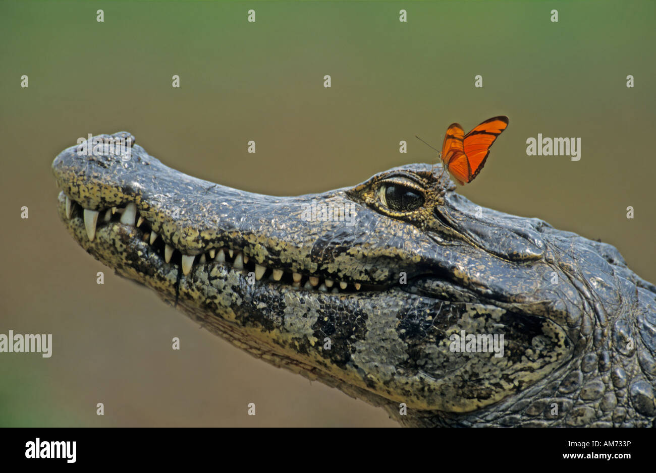 Caimano dagli occhiali (Caiman crocodilus) con butterfly, Pantanal, Brasile, Sud America Foto Stock