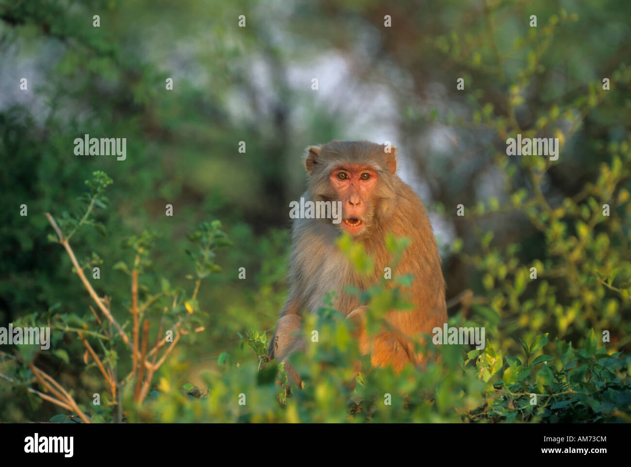 Macaco Rhesus (macaca mulatta) Keoladeo Ghana, Baratpur, India Foto Stock