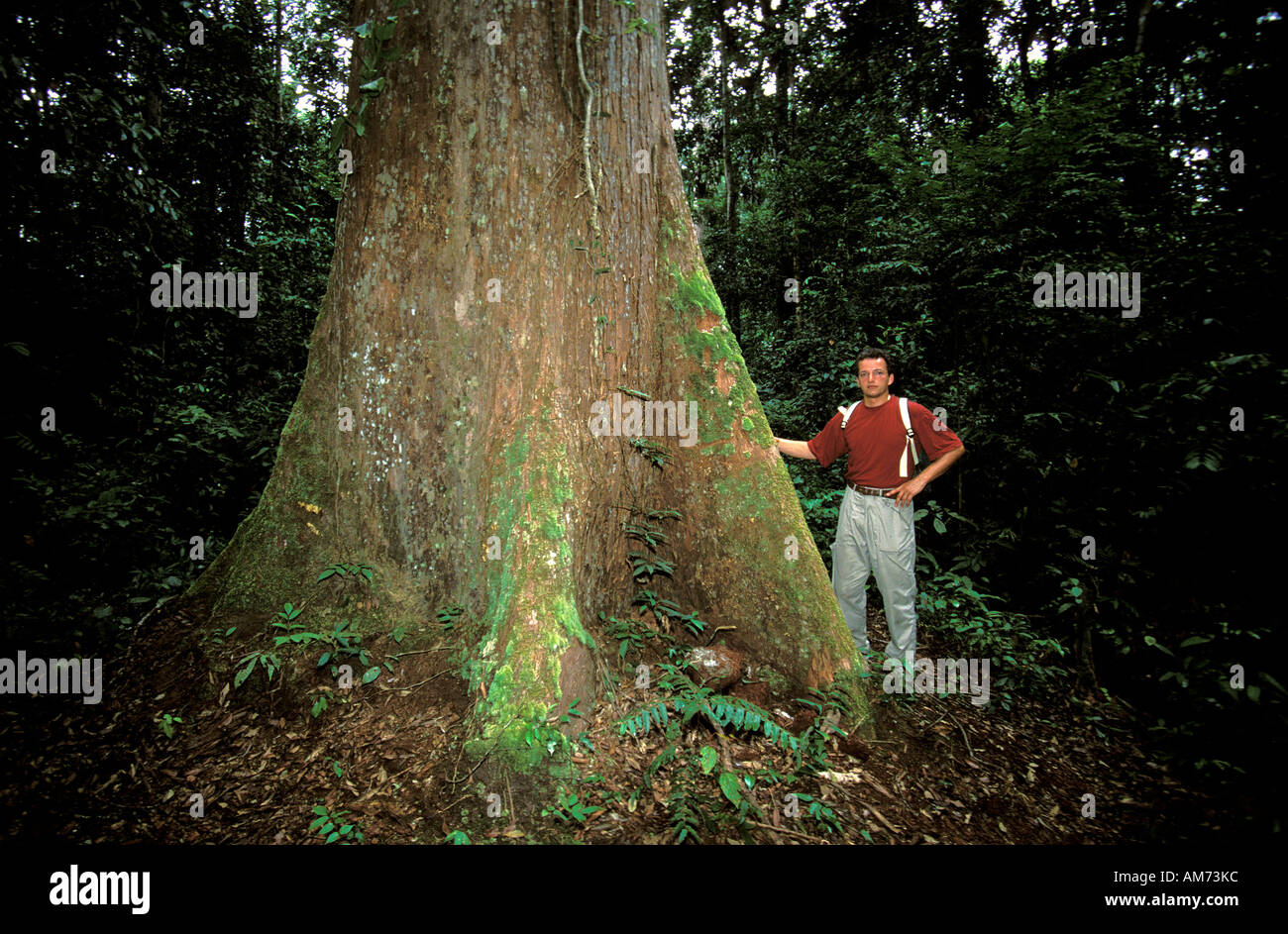 Kalimantan uno dei pochi rimasti hardwoord alberi della giungla Foto Stock