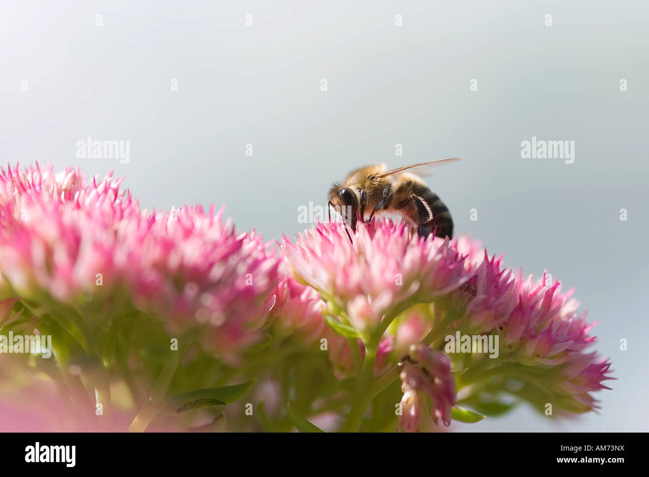 Bee (Apis mellifera), fiorisce, foraggio Foto Stock