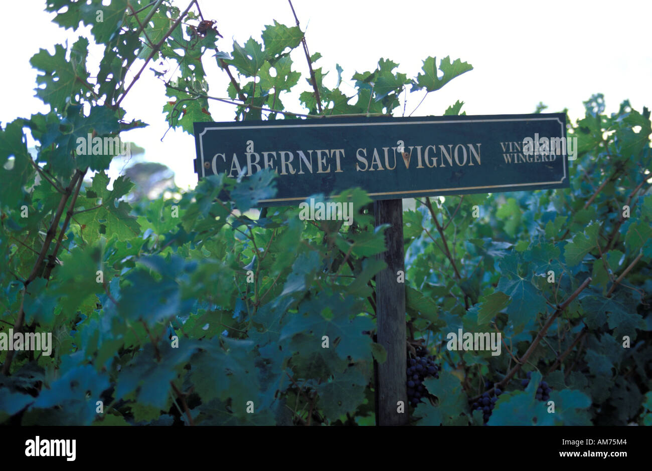 Il vino Boschendal estate uve Cabernet Sauvignon Foto Stock