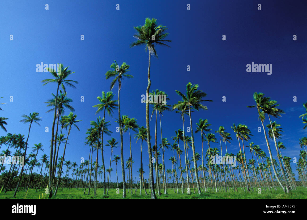 Un albero di palma plantation Foto Stock