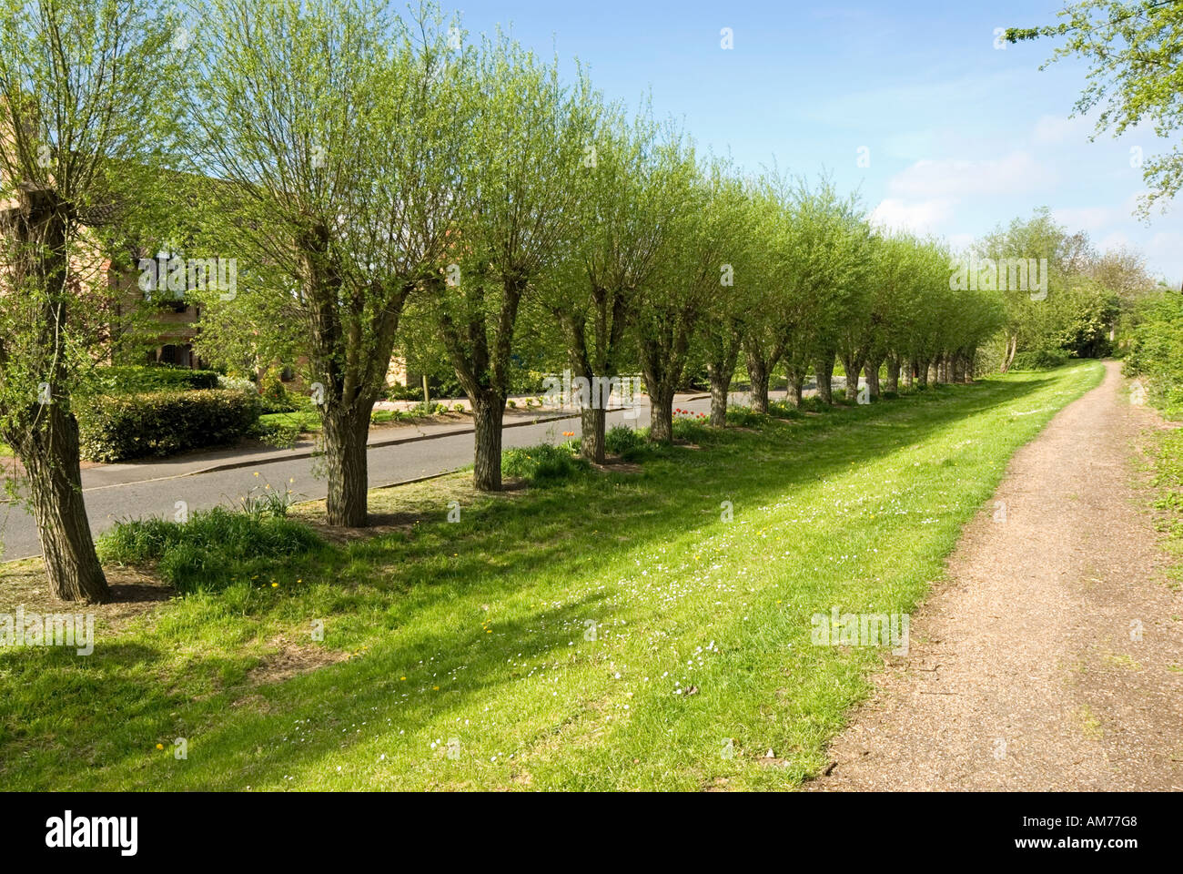 Alberi Pollarded line la prima via della ormai defunta Newport Pagnell ramo del Grand Union Canal Foto Stock