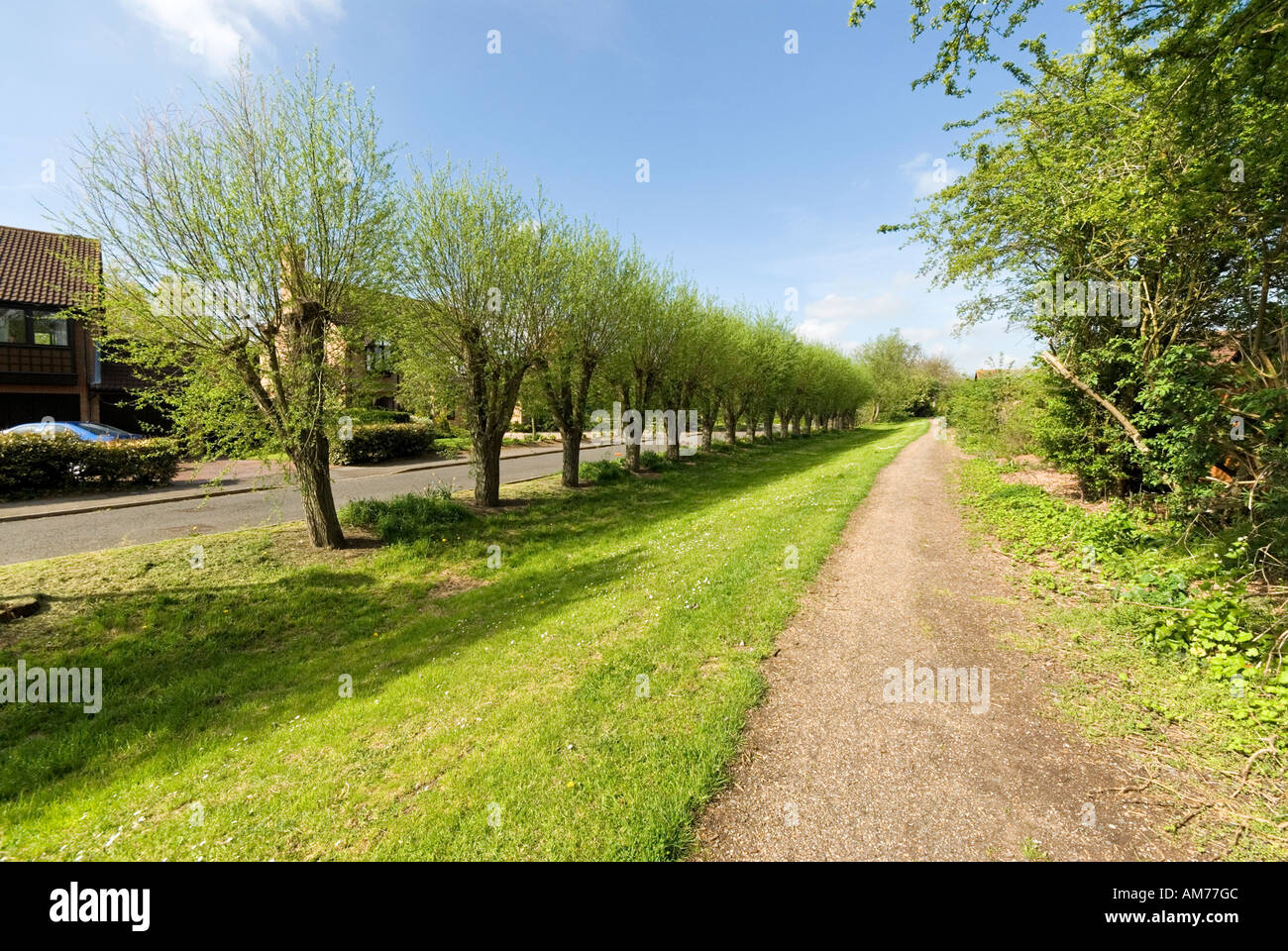 Pollarded alberi lungo il primo percorso della ormai defunta Newport Pagnell ramo del Grand Union Canal Foto Stock