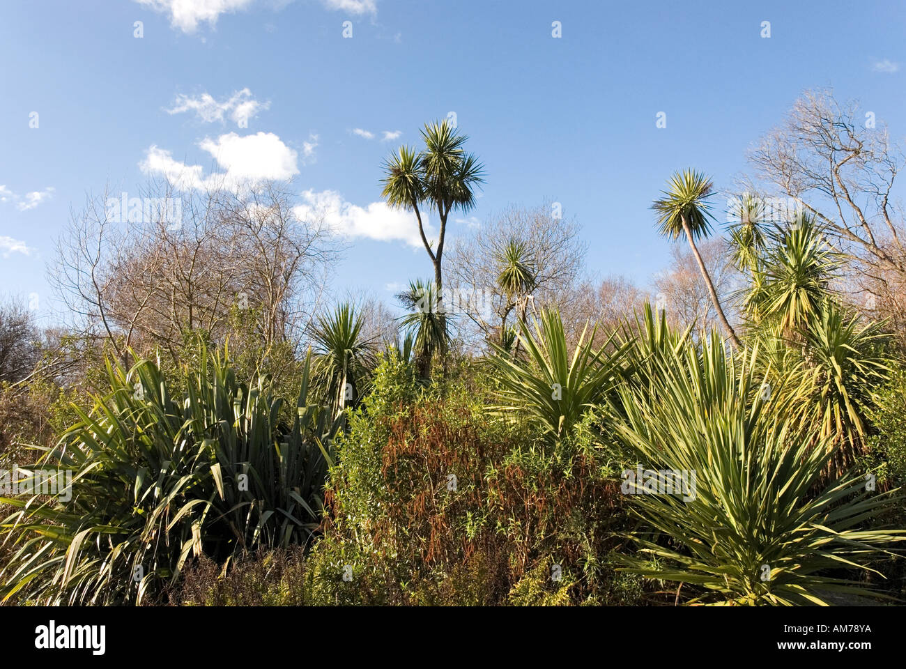 Tipica della Nuova Zelanda la macchia mediterranea inc Lino Phormium e Cabbage Tree Cordyline Australis Foto Stock