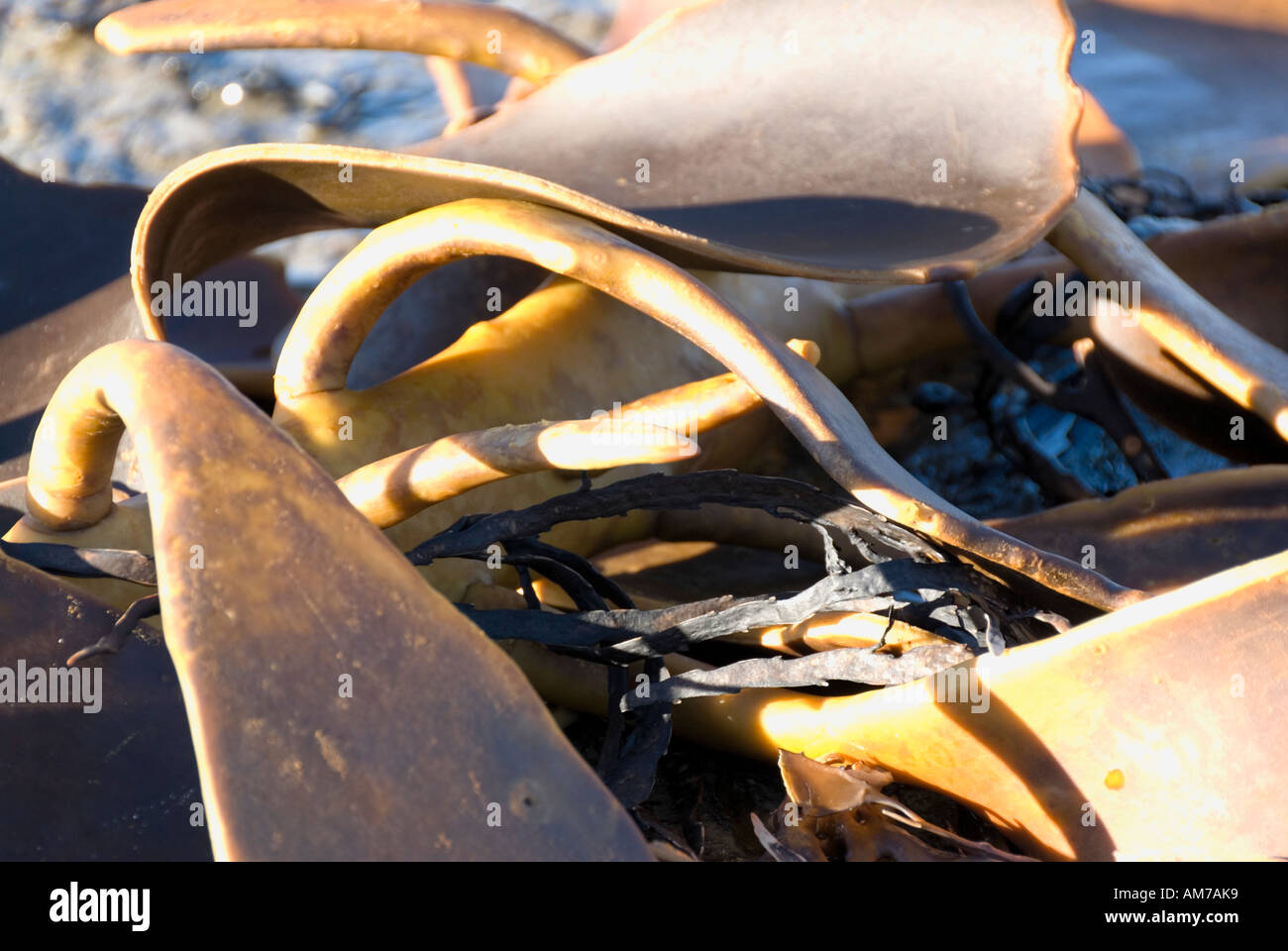 Abstract di golden alghe brune Foto Stock