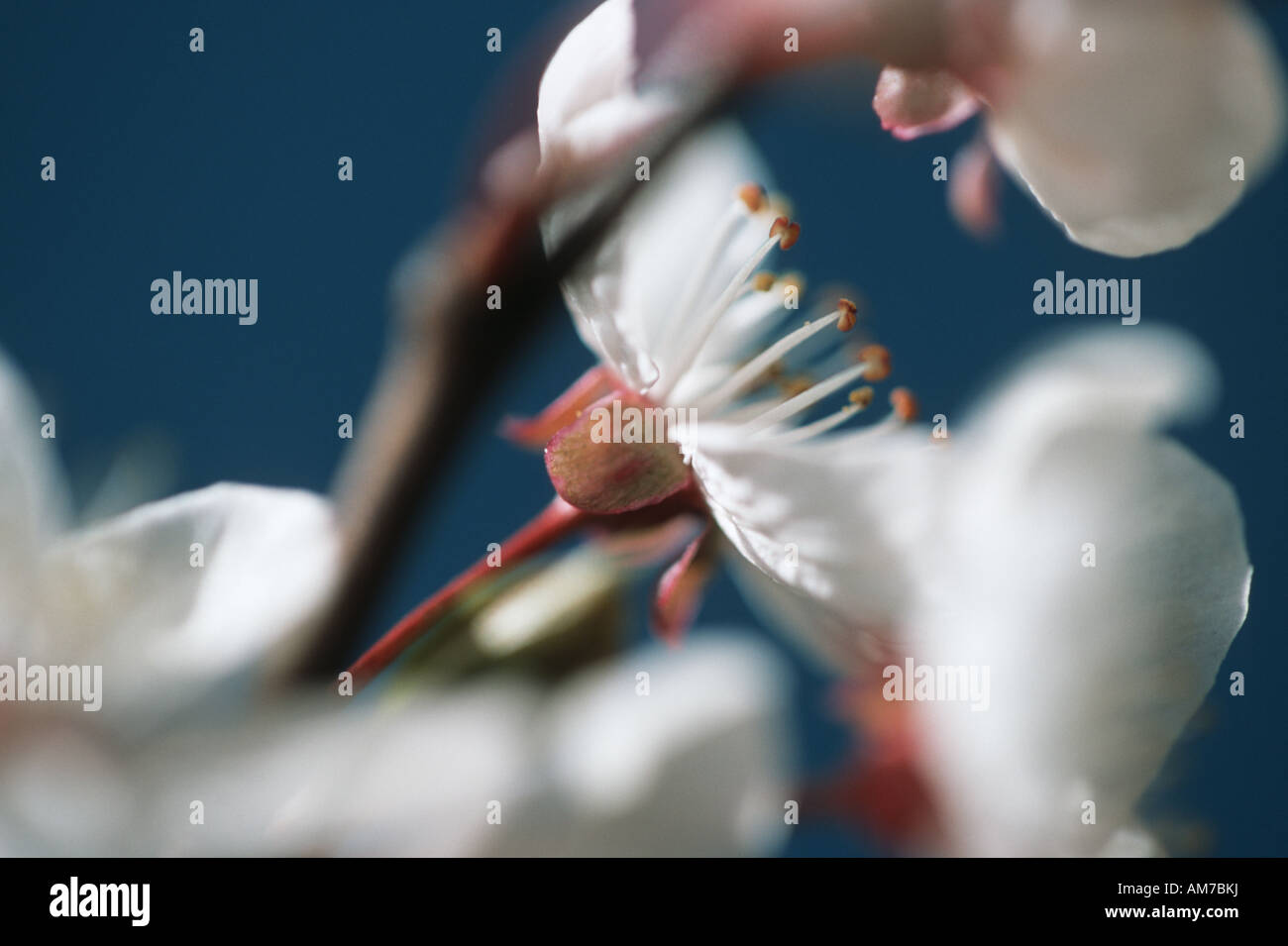 Fioritura ornamentali CHERRY close up fiore Prunus sp Foto Stock