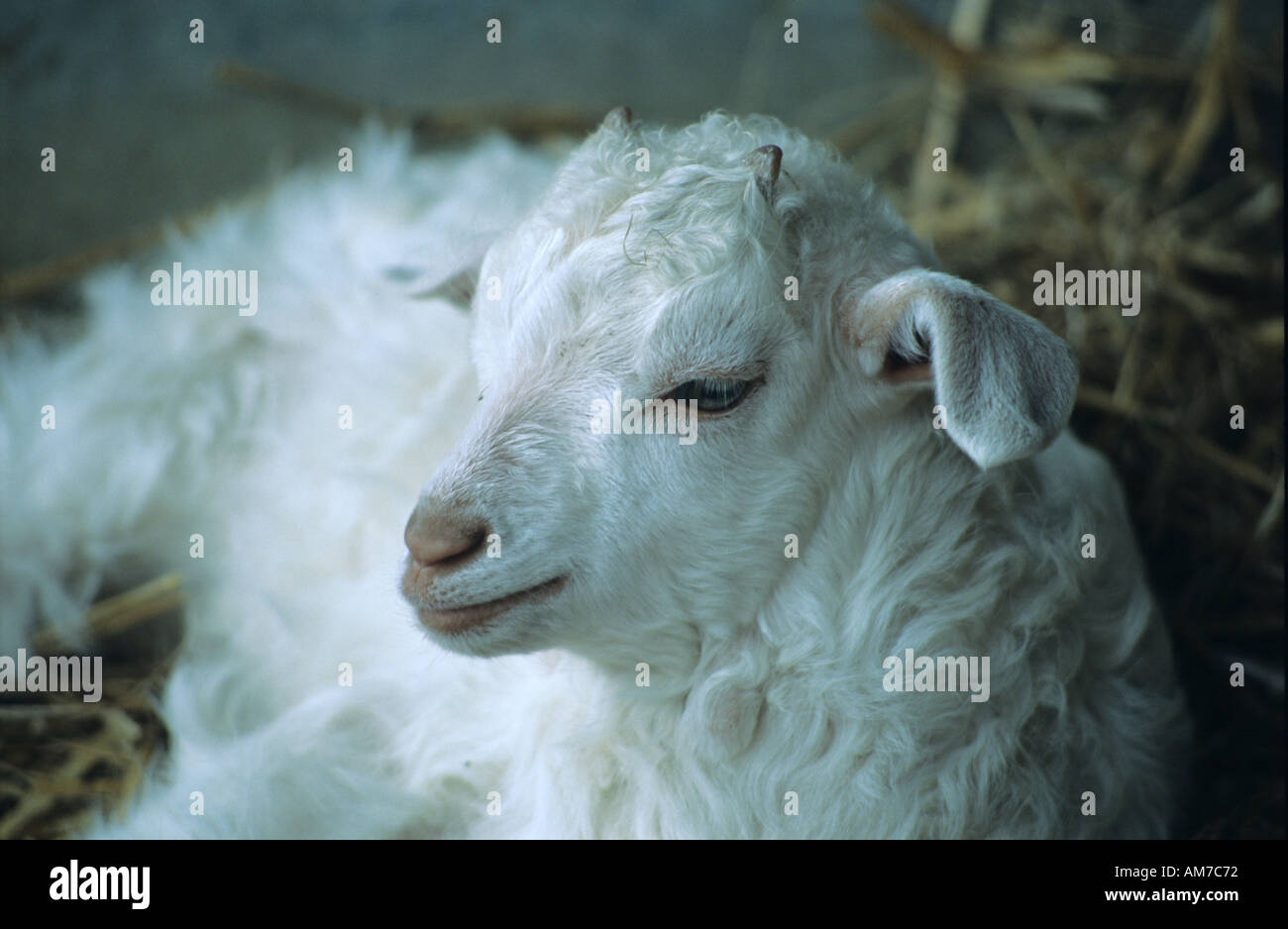 Angora kid baby capre capra in appoggio Foto Stock