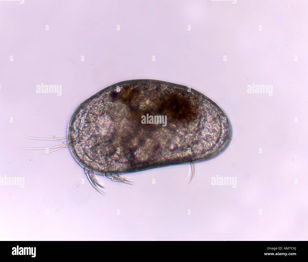 Ostracod Candona sp. Crostaceo REGNO UNITO Foto Stock