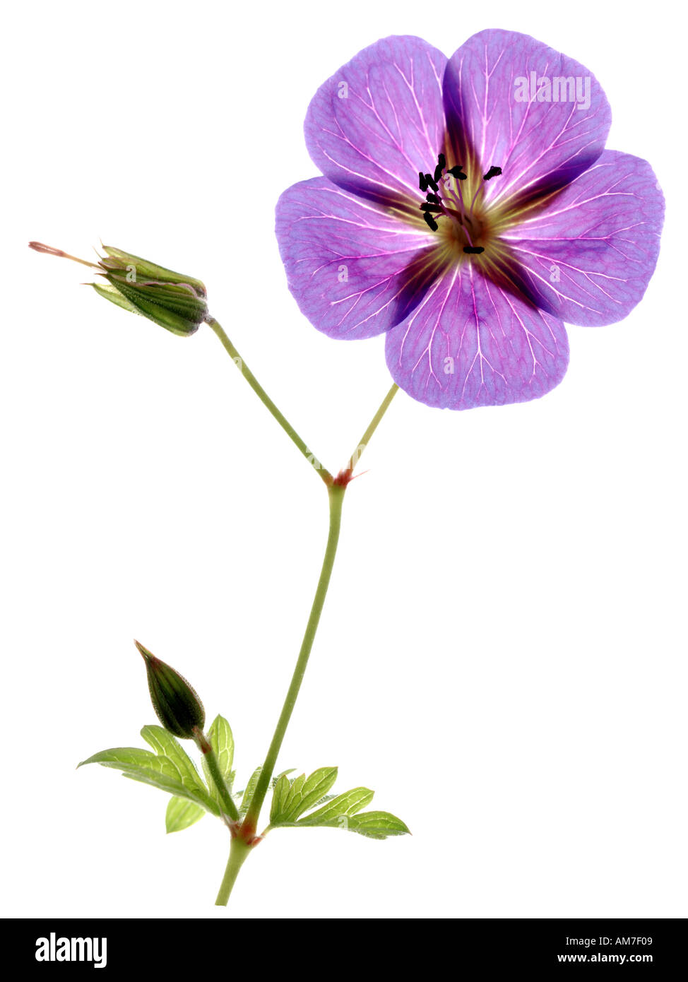 Unico fiore di geranio sullo stelo con foglie e germogli contro uno sfondo bianco Foto Stock