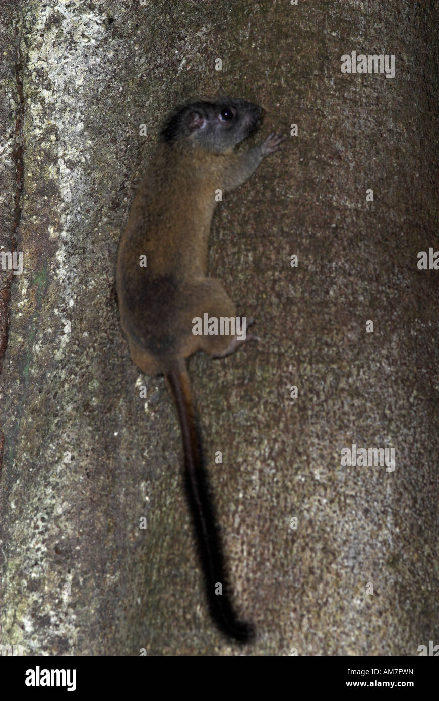 Giallo spazzola incoronato coda di ratto bistriata Isothrix Iquitos nord del Perù Foto Stock