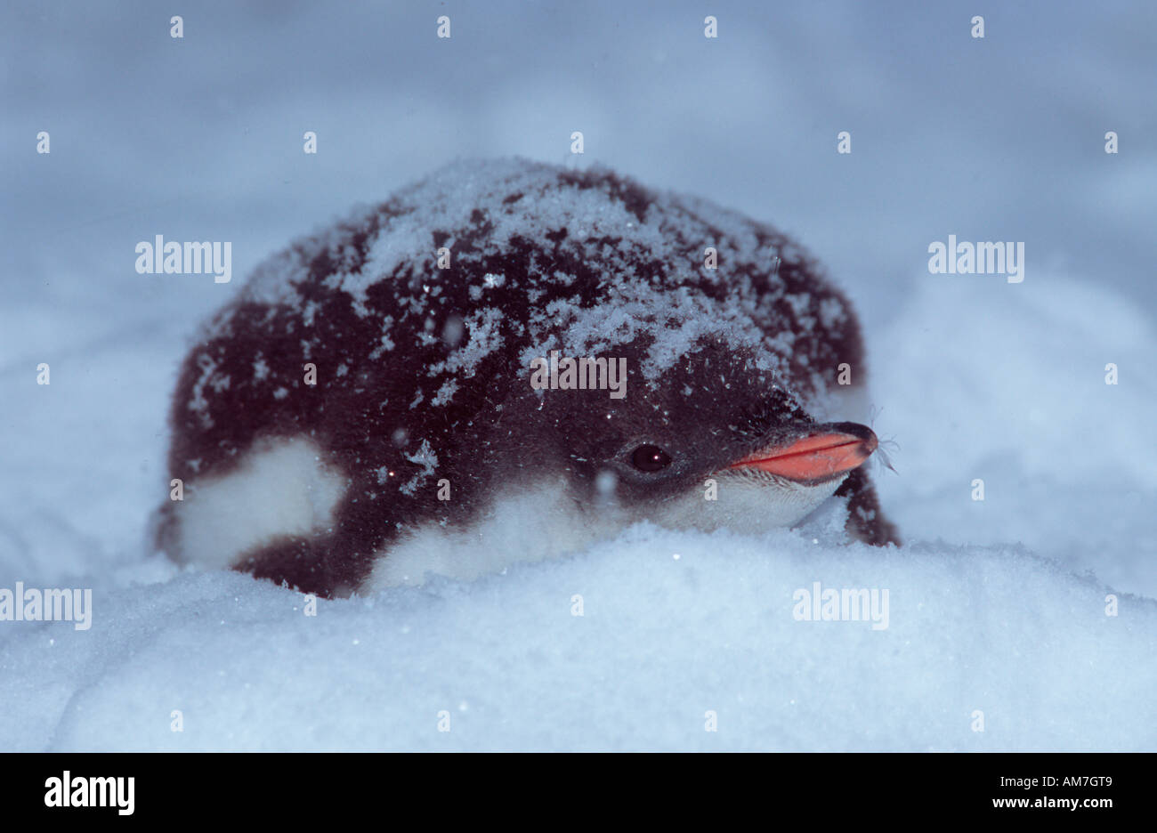 Gentoo Penguin, Eselspinguine Jungvögel, uccelli giovani, Pygoscelis papua Antarktische Halbinsel, Antartide Foto Stock