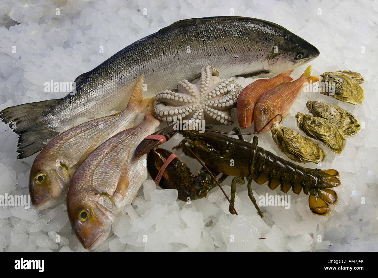 Pesce fresco, polpo, ostriche e aragoste su ghiaccio Foto Stock