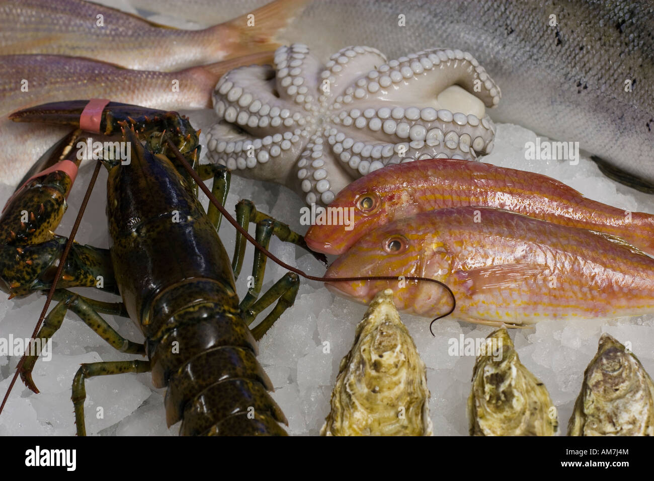 Pesce fresco, polpo, ostriche e aragoste su ghiaccio Foto Stock