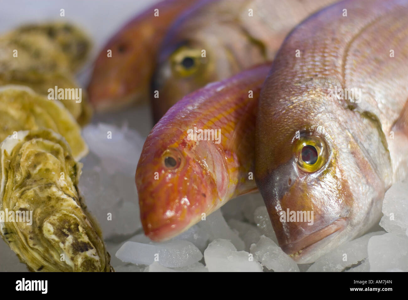 Il pesce fresco e le ostriche su ghiaccio Foto Stock