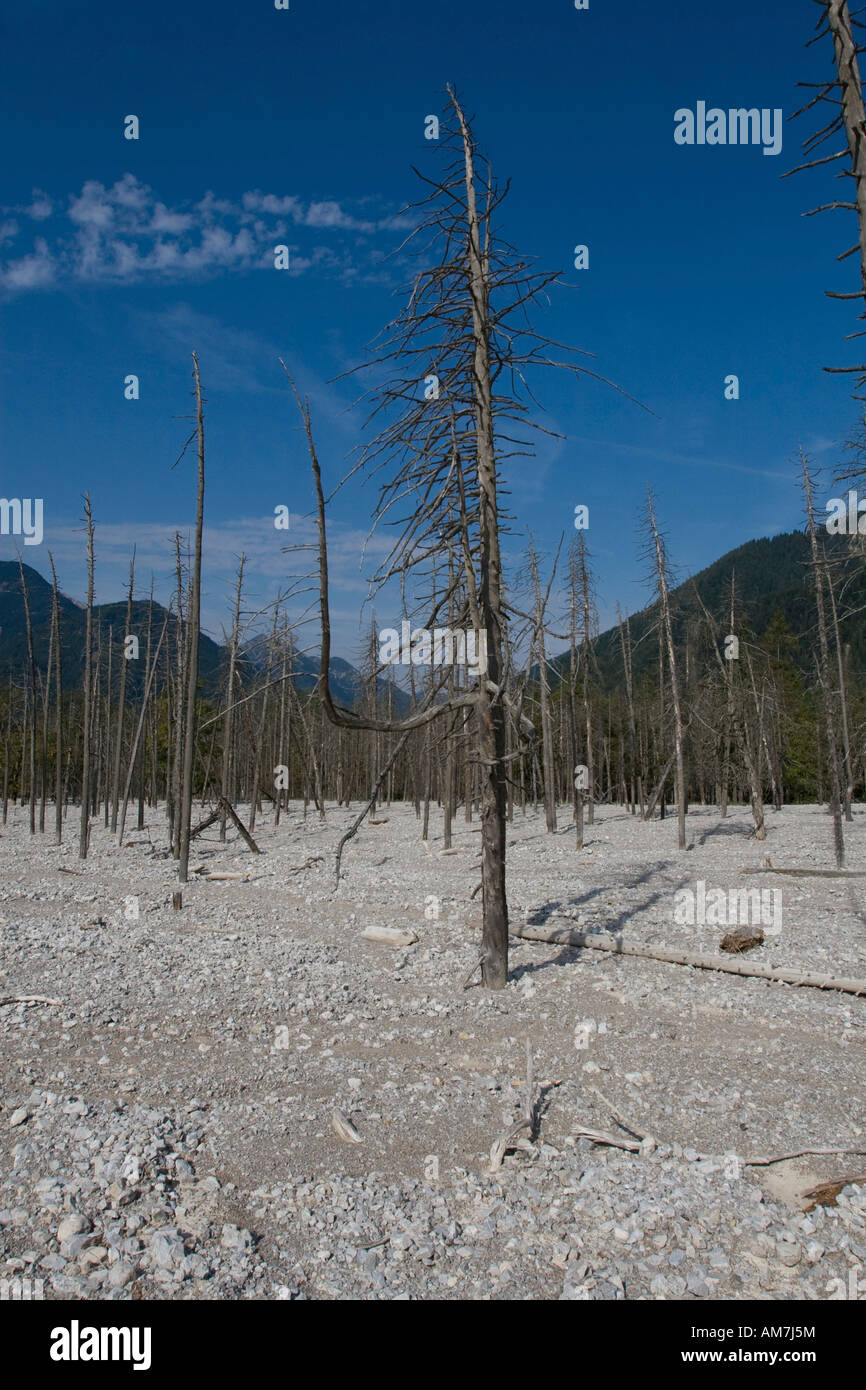 Foresta di morti, Friedergries, Garmisch-Partenkirchen, Baviera, Germania, Europa Foto Stock