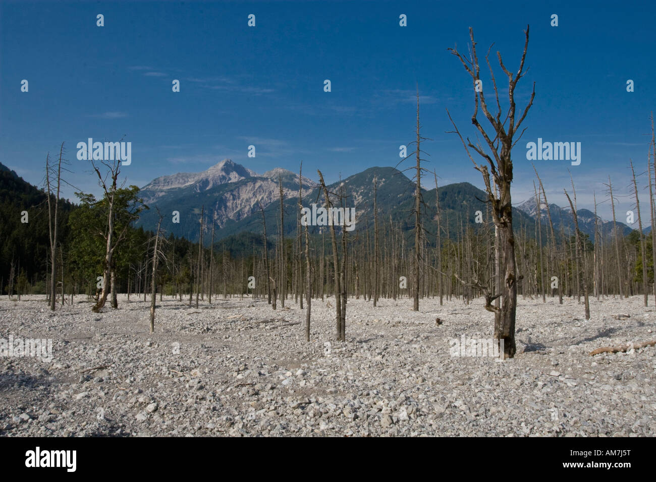 Foresta di morti, Friedergries, Garmisch-Partenkirchen, Baviera, Germania, Europa Foto Stock