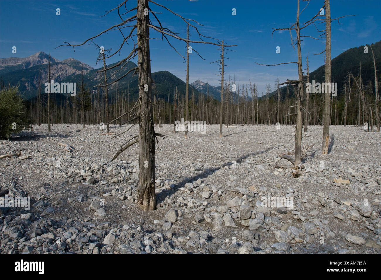 Foresta di morti, Friedergries, Garmisch-Partenkirchen, Baviera, Germania, Europa Foto Stock