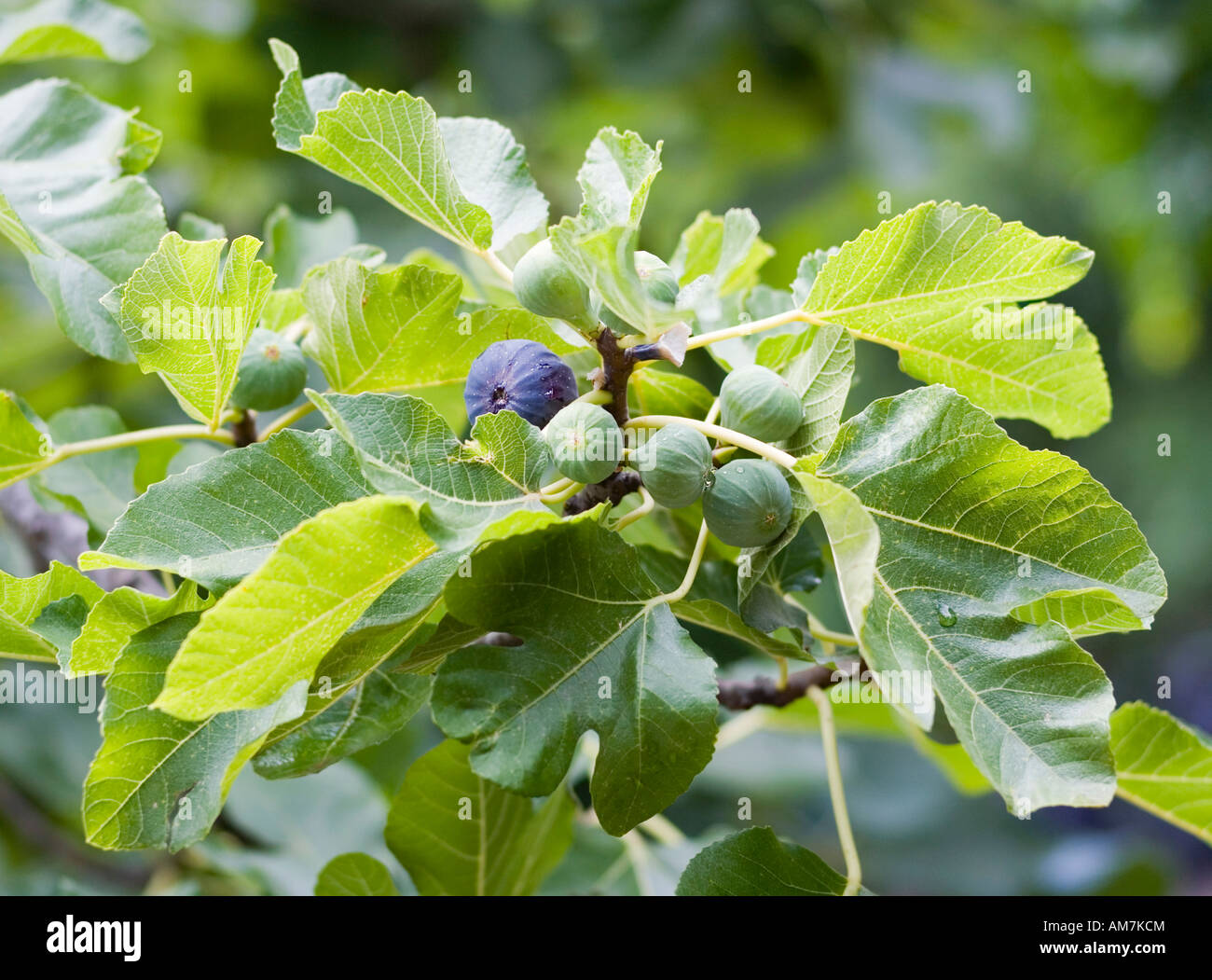 Le figure su un albero (Ficus carica) Foto Stock