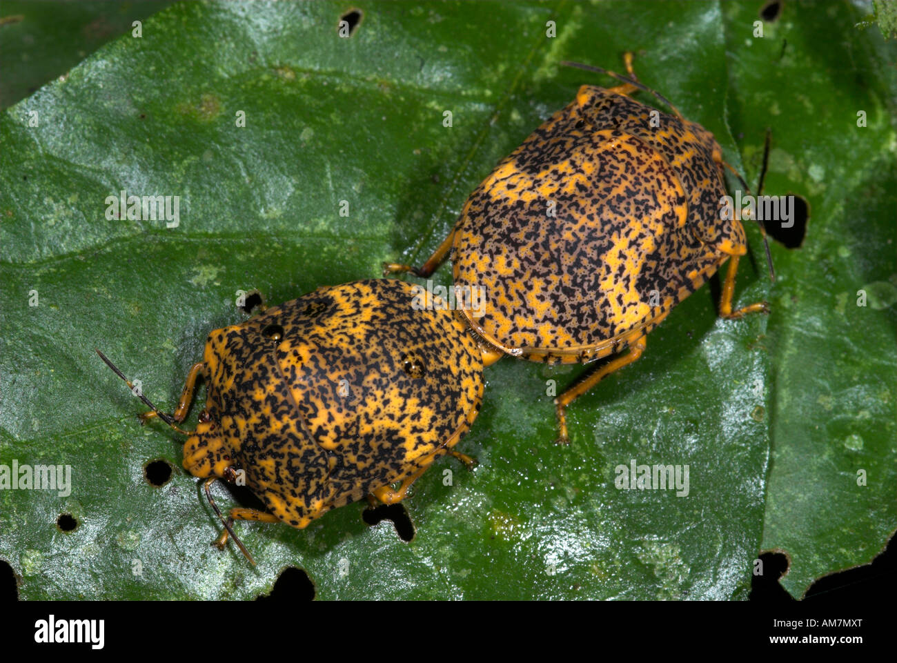 Protezione di accoppiamento insetti coleotteri sp. Manu Perù Foto Stock