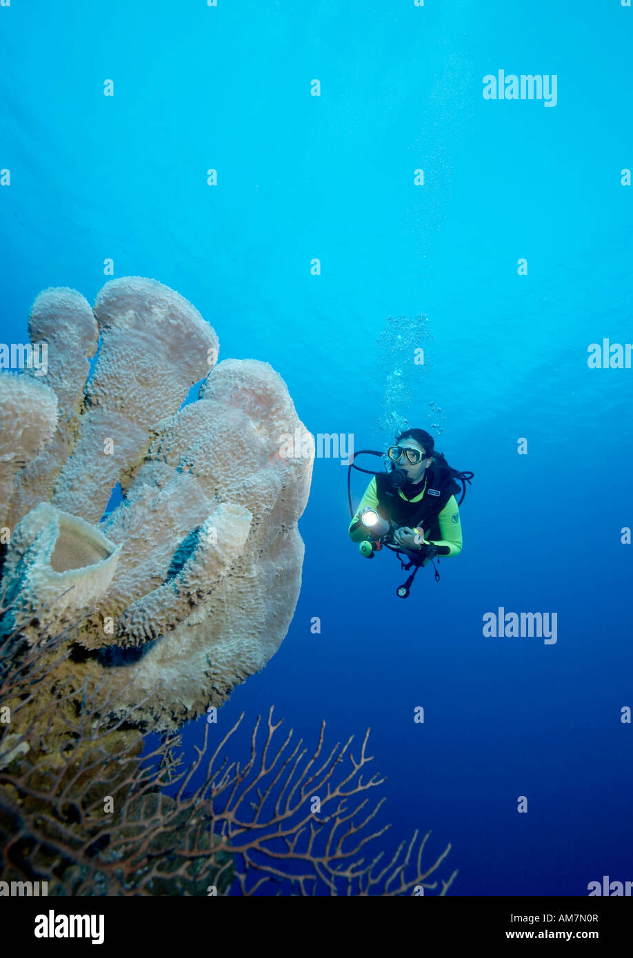 Diver al reef, Jadines de la Reina, Cuba Foto Stock