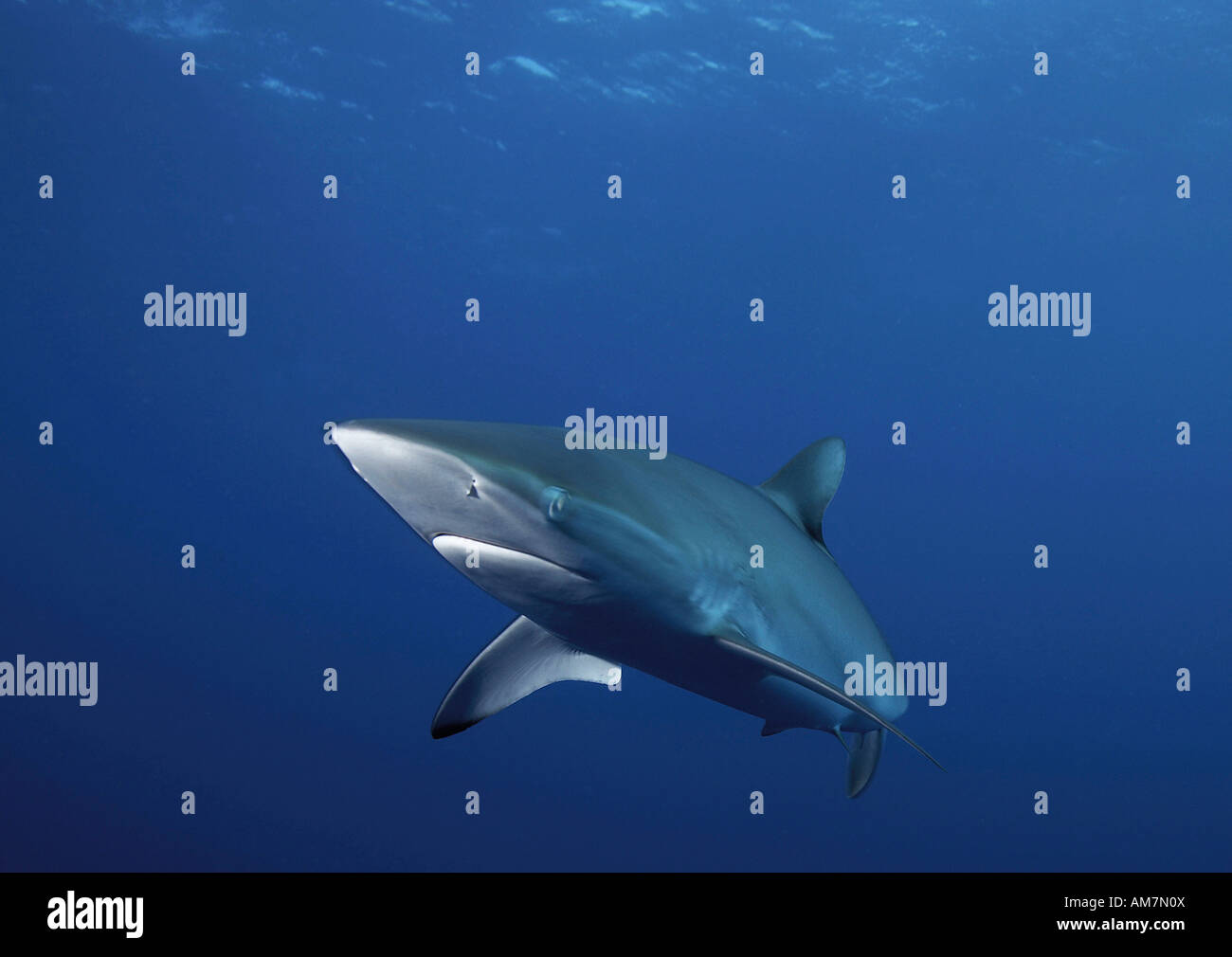Carcharhinus falciformis Foto Stock