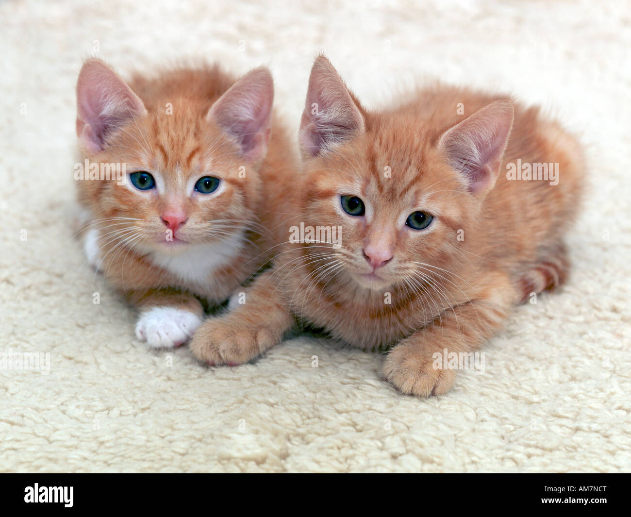 Due Ginger Tom i gattini di 6 settimane Foto Stock