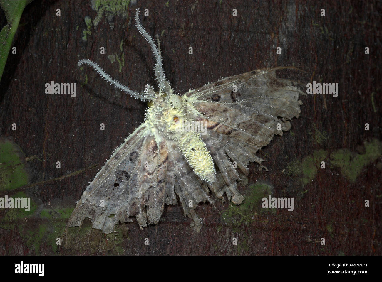La foresta pluviale Moth con il fungo Cordyceps specie unknown Iquitos Perù Foto Stock