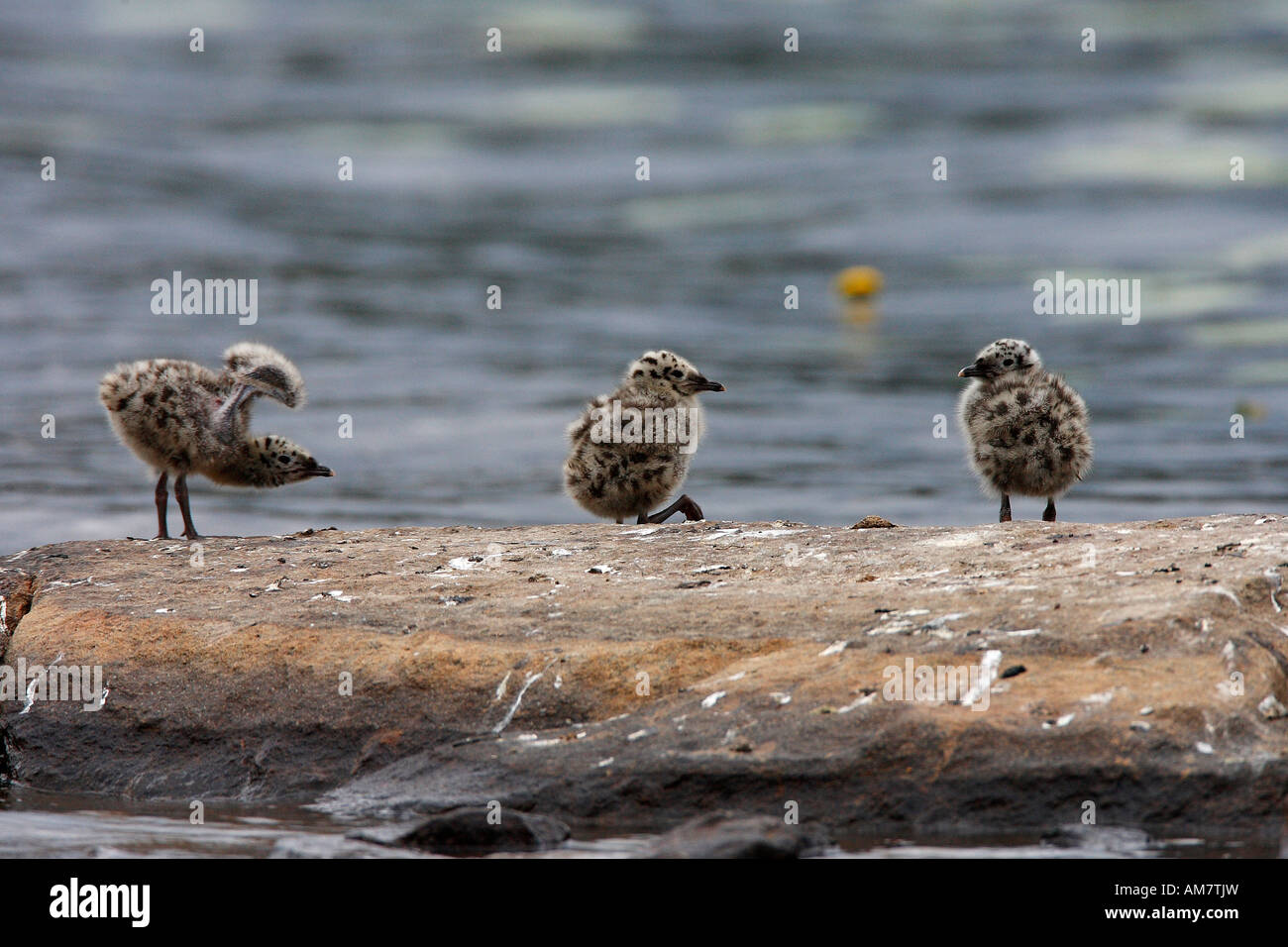 Sturmmoewenkueken (Larus canus) Foto Stock