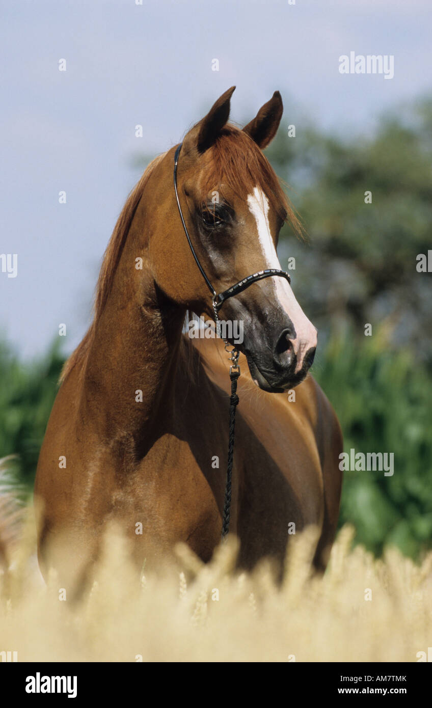Arabian Horse (Equus caballus), il ritratto di un marrone mare Foto Stock