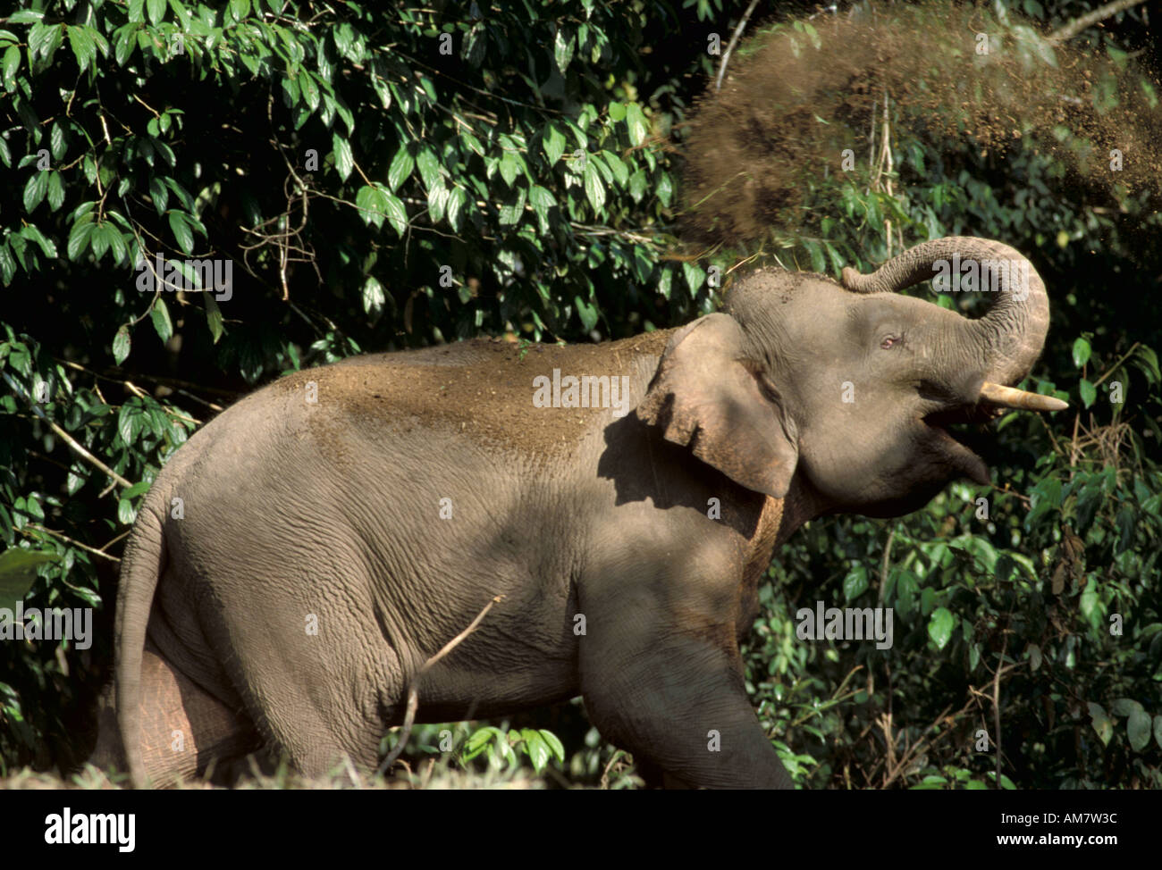 Elefante asiatico Elephas maximus Sabah in foresta la spruzzatura di fango sul retro Borneo Foto Stock