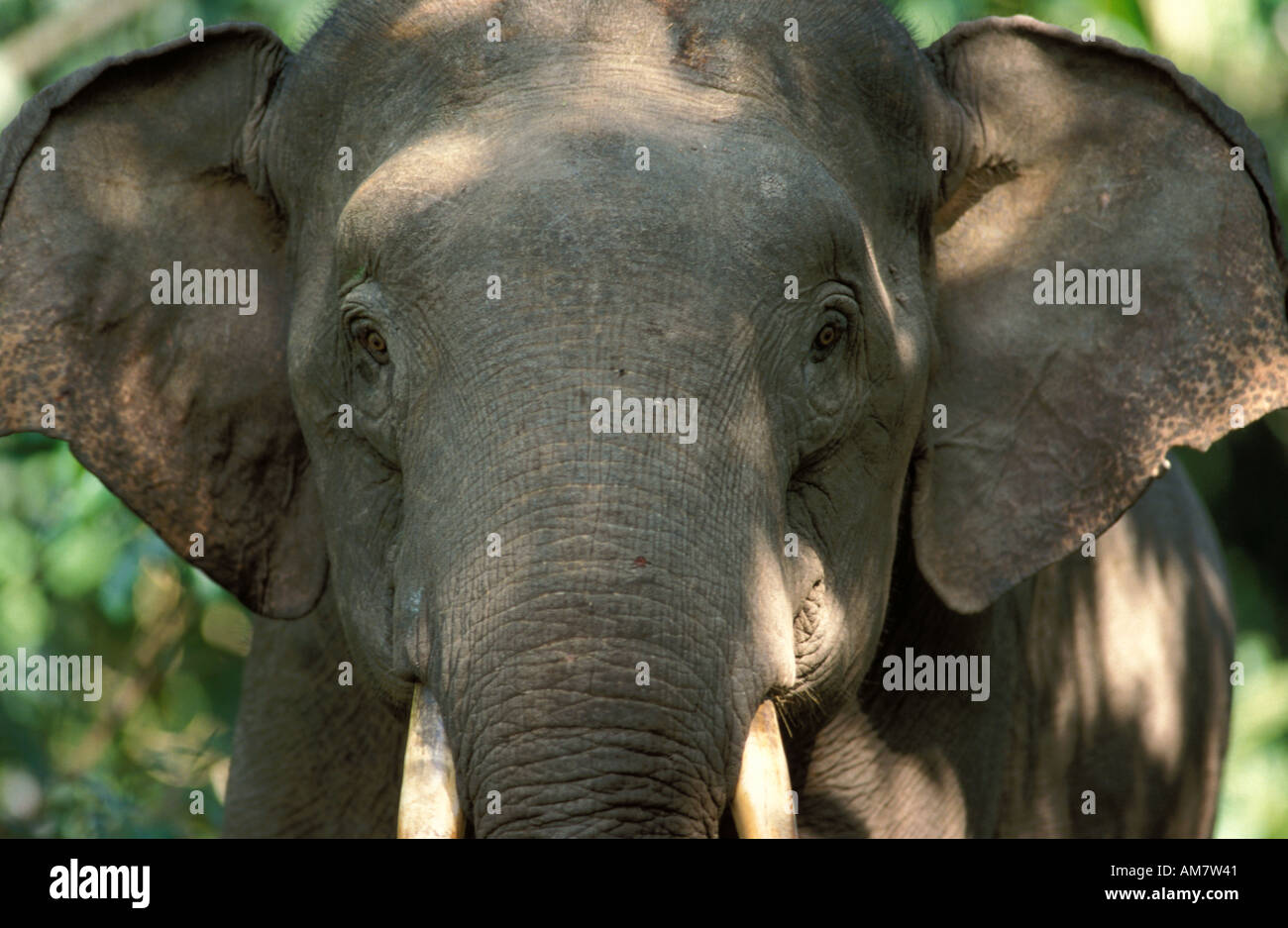 Elefante asiatico Elephas maximus Tabin Sabah Foto Stock