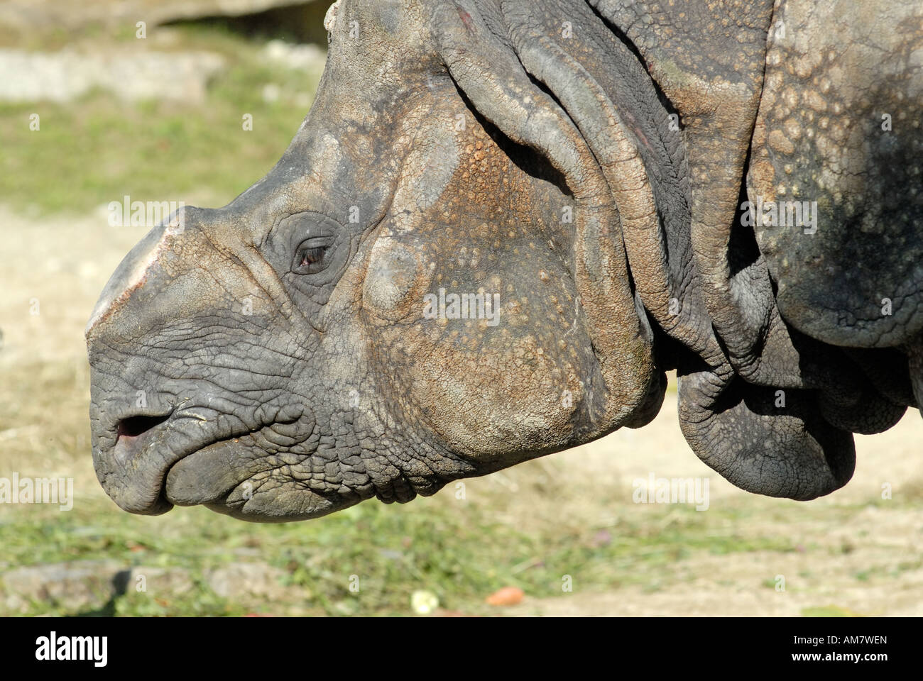 Rinoceronte indiano Foto Stock
