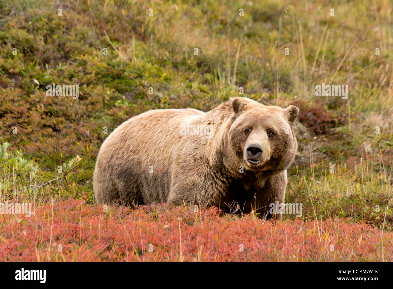 Orso grizzly, Ursus arctos horribilis, maschio, Alaska, STATI UNITI D'AMERICA Foto Stock