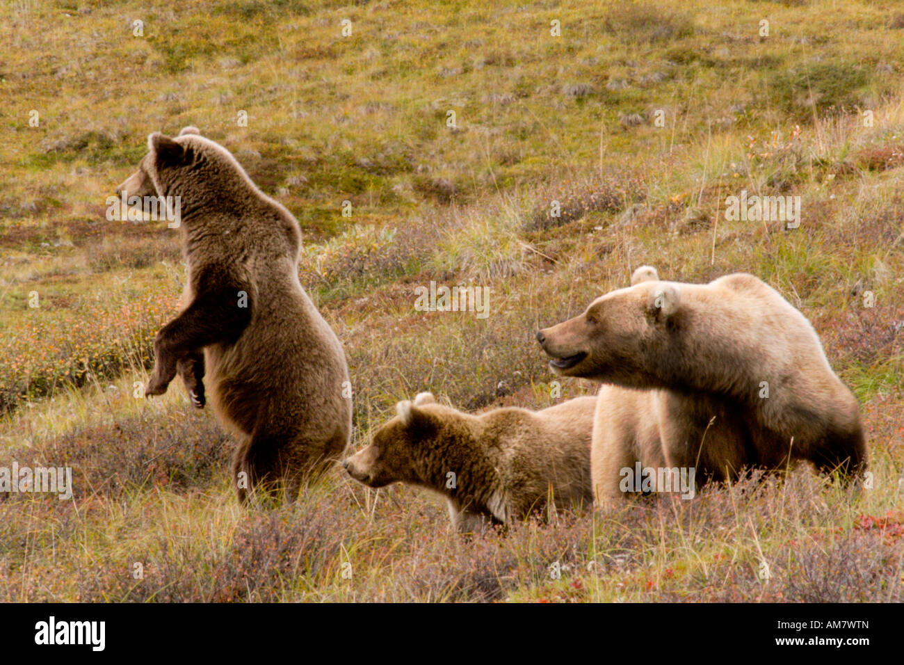 Orso grizzly, Ursus arctos horribilis, femmina e adolescente orsi, Alaska, STATI UNITI D'AMERICA Foto Stock