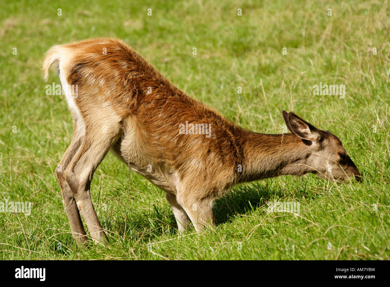 Rosso vitello di cervo (Cervus elaphus) Foto Stock