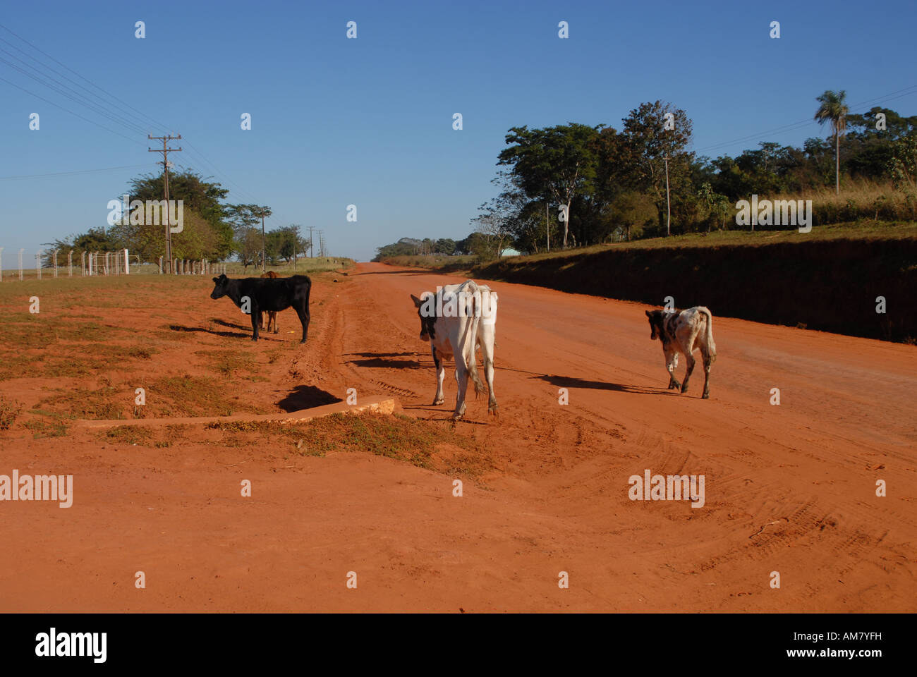 Allentate le vacche on dark red road con profondo cielo blu, Paraguay Foto Stock