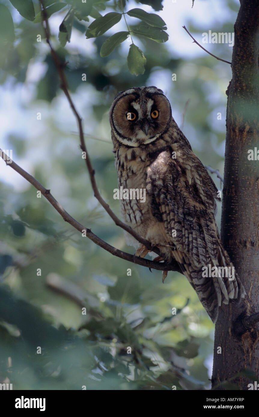 Gufo comune (Asio otus), il Gufo appollaiato sul ramo. Foto Stock